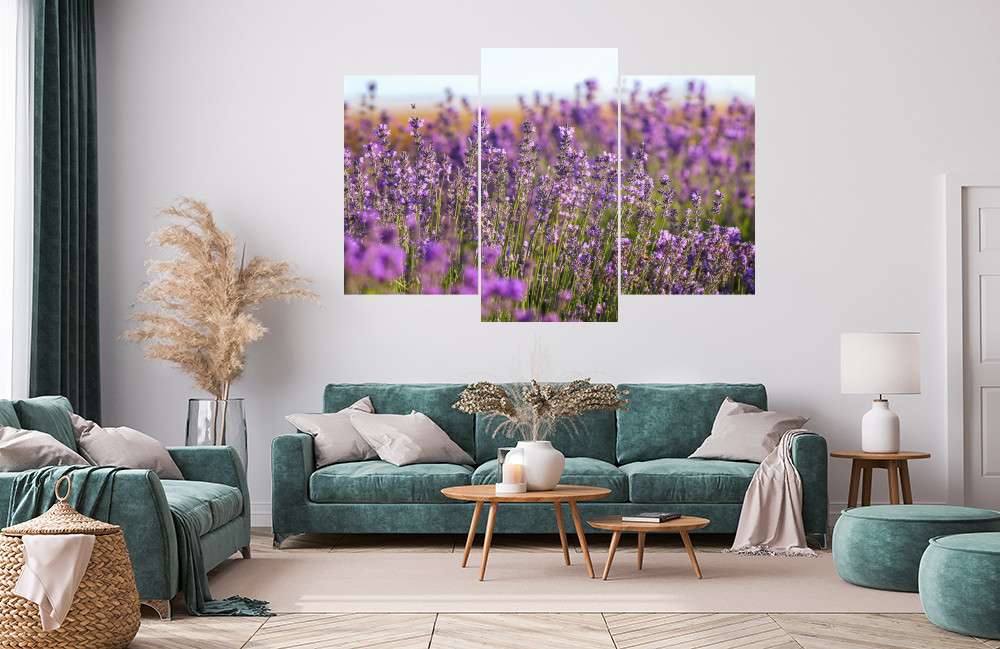 Levandule obrázek 1